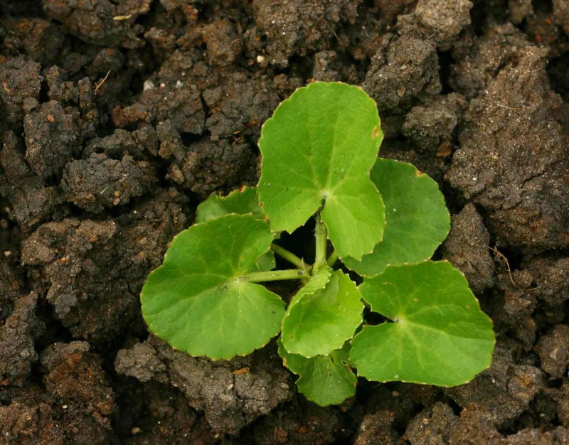 همه چیز درباره گیاه سنتلا (2 نکته مهم)