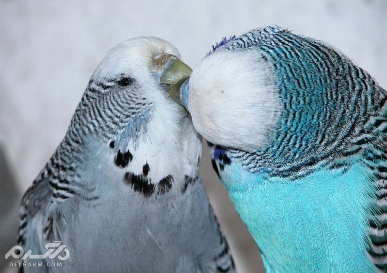 چگونه تشخیص دهیم مرغ عشق نر یا ماده