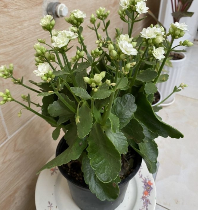 کالانکوئه بلوسفیلدیانا