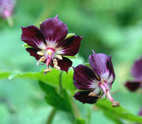 ژرانیوم لب برگشته (2 نکته مهم)