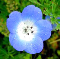 کوچولوی چشم آبی (2 نکته مهم)