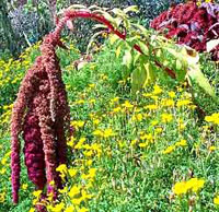 گل تاج خروس دم گربه‌ای (2 نکته مهم)