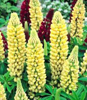 گل ترمس (لوپن) (2 نکته مهم)