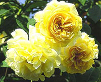 گل رز زرد (2 نکته مهم)