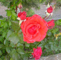 گل رز (2 نکته مهم)