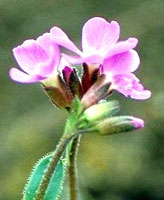 گل رشاد (2 نکته مهم)