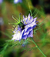 گل سیاه دانه (2 نکته مهم)
