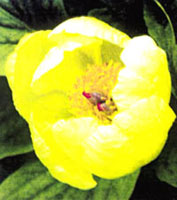 گل صدتومانی زرد (2 نکته مهم)