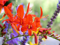 گل كورتونوس (مونتبریتا) (2 نکته مهم)