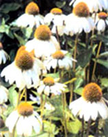 گل مخروطی سفید (2 نکته مهم)