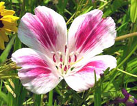 گودتیا (2 نکته مهم)