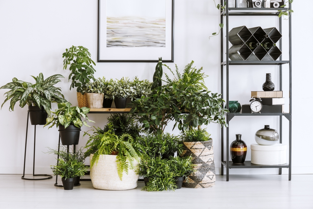 گیاه آپارتمانی چیست و چه کاربردی برای منزل دارد ؟