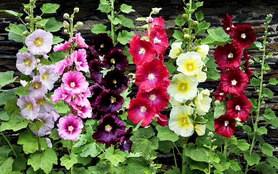 ۲۰ خاصیت معجزه آسای گل ختمی برای سلامت بدن و درمان گلو درد (2 نکته مهم)