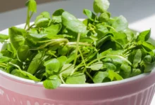 طبع سبزی شاهی سرد یا گرم ؟