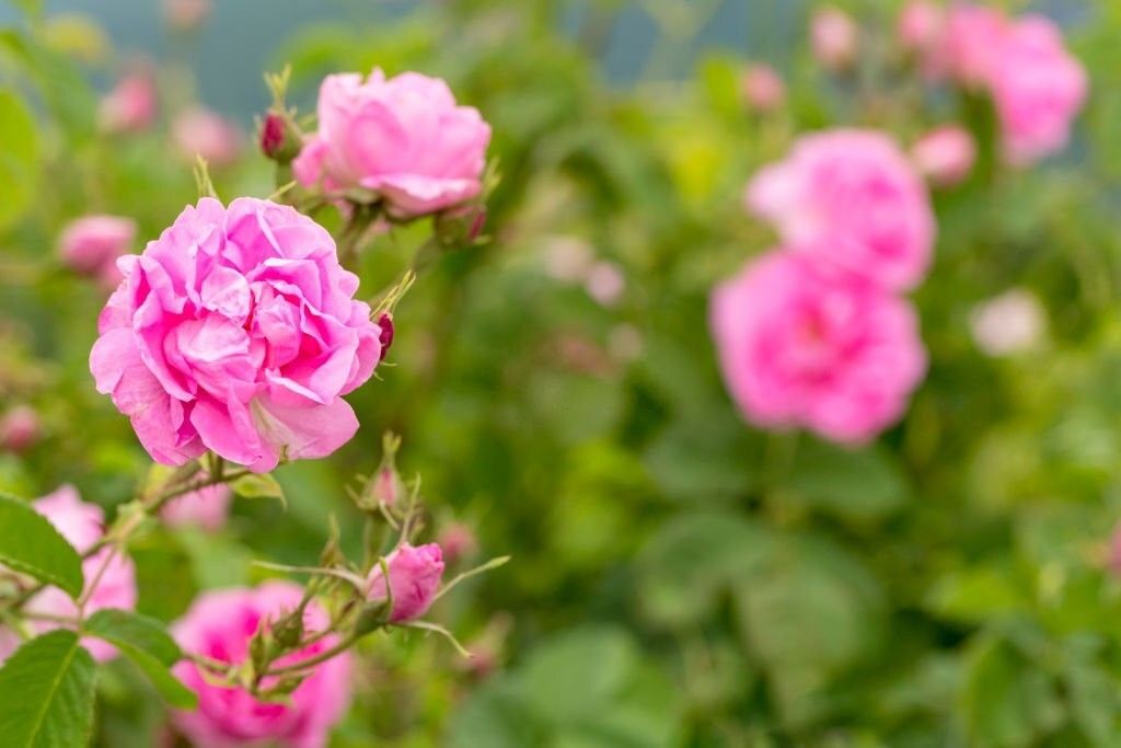آیا گل سرخ همان گل محمدی است یا فرق دارد؟