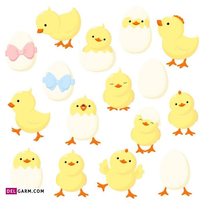 اسم جوجه رنگی / اسم جوجه