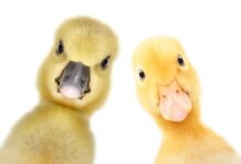 700 اسم زیبا برای اردک و جوجه اردک (نر،ماده)