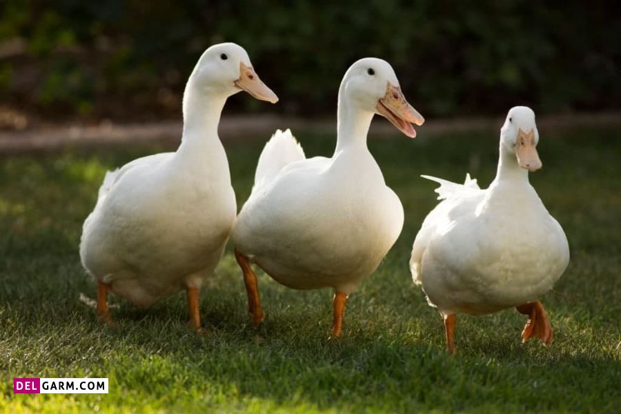 اسم برای اردک نر و ماده
