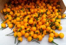 آجی کاراپیتا : با گران ترین فلفل دنیا آشنا شوید