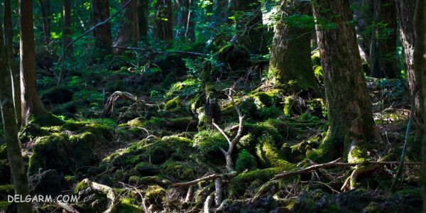 جنگل Aokigahara