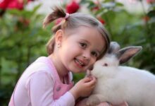 کدام حیوانات نماد خوش شانسی هستند ؟
