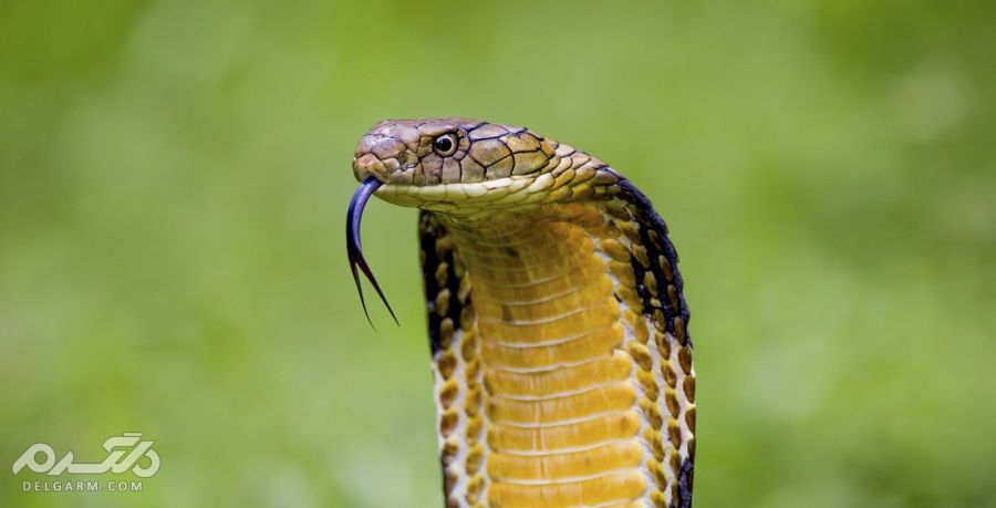 مار