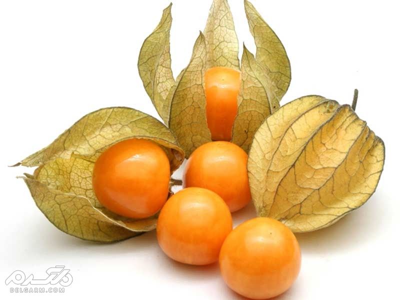 معرفی و شناخت 5 میوه که از میوه های عجیب و کم یاب فیسالیس