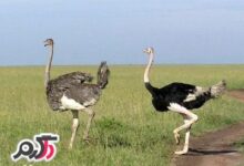 آیا میدانید گوشت شتر مرغ چه خواصی دارد؟