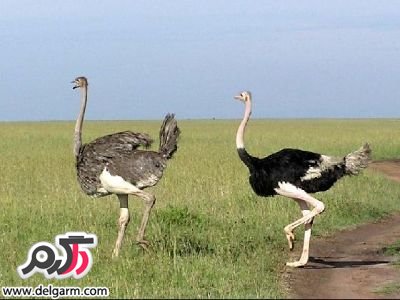 آیا میدانید گوشت شتر مرغ چه خواصی دارد؟ آیا میدانید گوشت شتر مرغ چه خواصی دارد؟