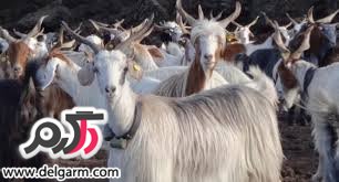  آیا حیوانات می‌توانند وقوع زلزله را پیش‌بینی کنند؟
