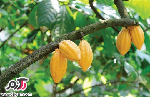 فرق میان شکلات و کاکائو