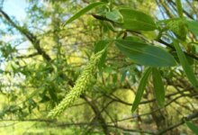 راهنمای جامع انتخاب کود برای درخت بید