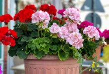 ترفندهای ساده برای گلدهی گیاه شمعدانی