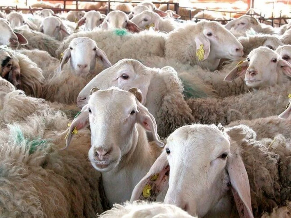 راهنمای خرید گوسفند