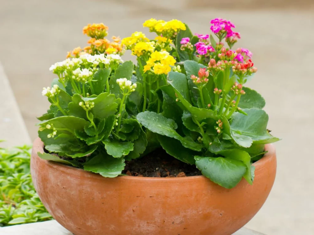 گل کالانکوئه تیرسیفلو