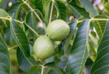 چرا درخت گردو بار نمی دهد؟