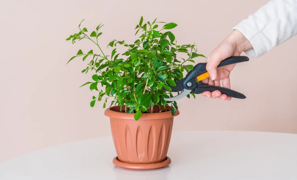 هرس کردن گیاهان آپارتمانی