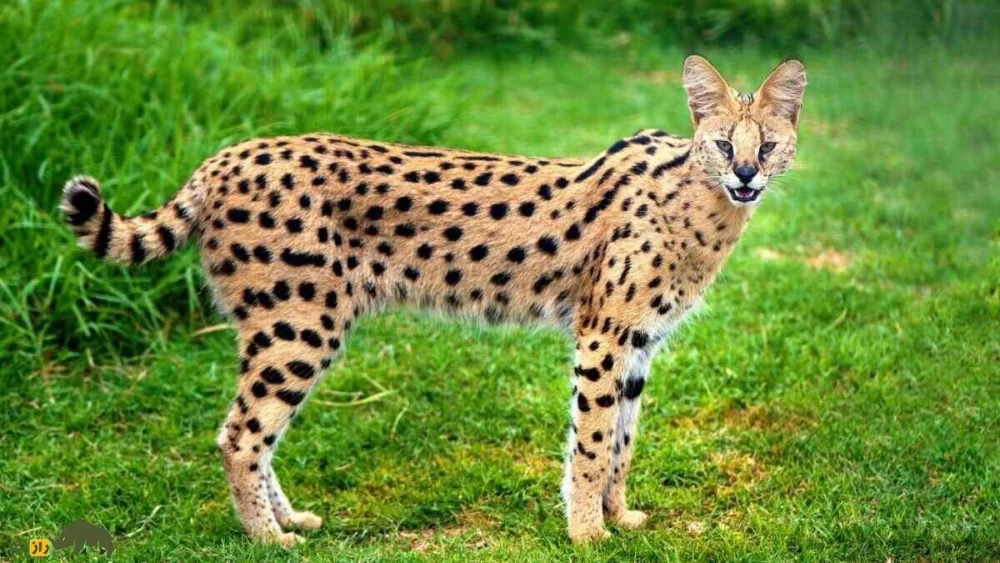 تغذیه گربه آشرا