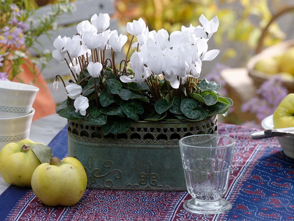شرایط نگهداری گیاه نگونسار