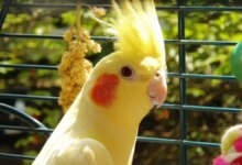 5 دلیل اصلی گچ خوردن عروس هلندی !