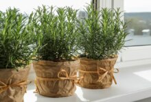 مهم ترین نکات برای نگهداری از گیاه رزماری در زمستان