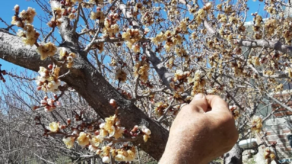 جلوگیری از سرمازدگی باغ