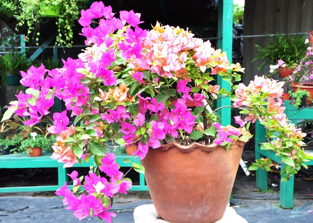 نگهداری از گل کاغذی