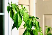 آیا گیاهان هم استرس می‌گیرند؟ یک پرسش جالب درباره دنیای سبز