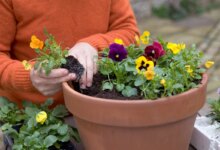 گل های باغچه ای همیشه سبز و پایدار برای چهار فصل