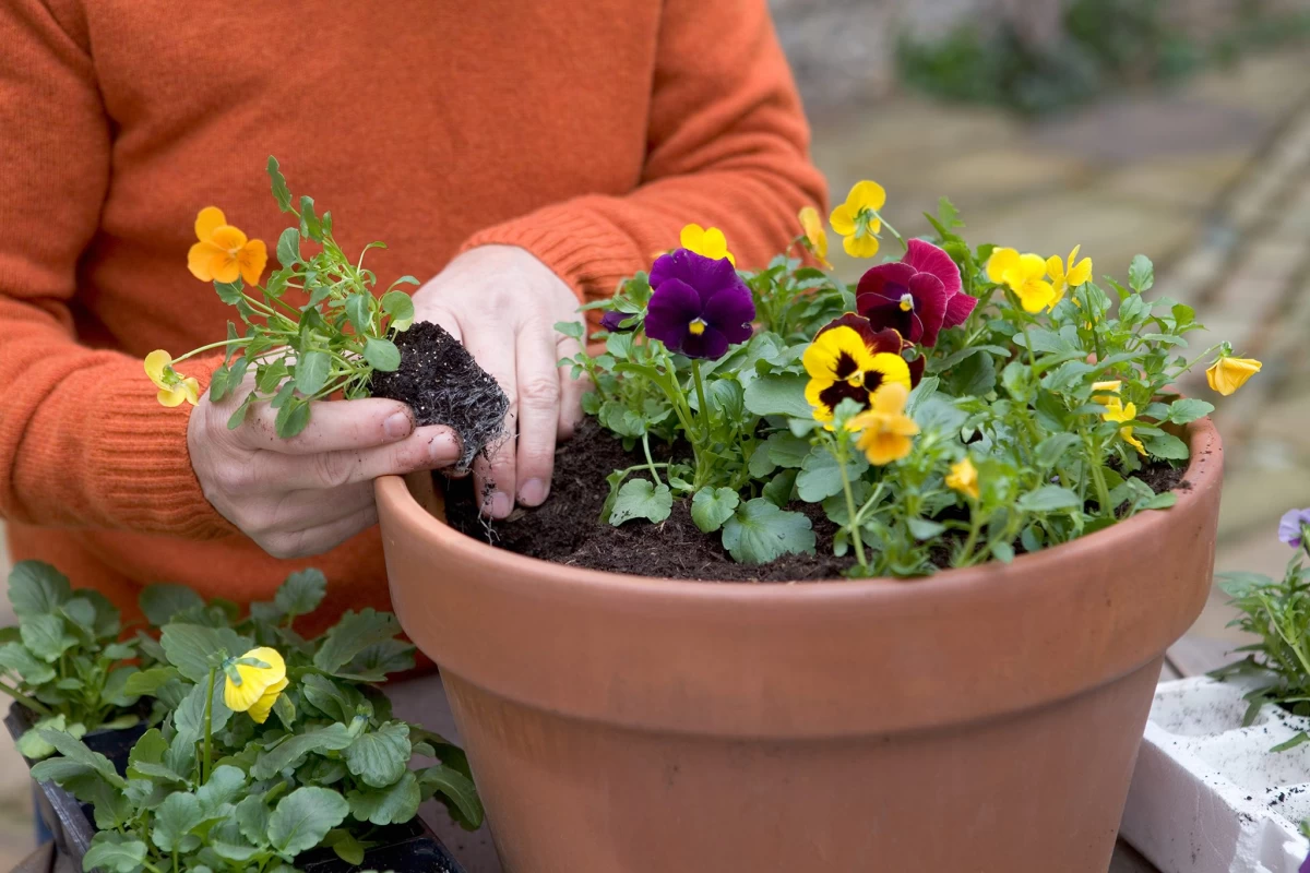 گل های باغچه ای همیشه سبز و پایدار برای چهار فصل