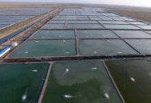 آب مناسب برای پرورش میگو