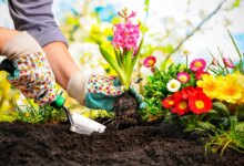 هفت گیاه مناسب و مقاوم برای باغچه در فصل پاییز