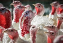 7 علتی که باعث وزن نگرفتن بوقلمون می شود