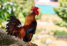 ساکت نگه داشتن خروس خانگی با گردن بند ضد صدا